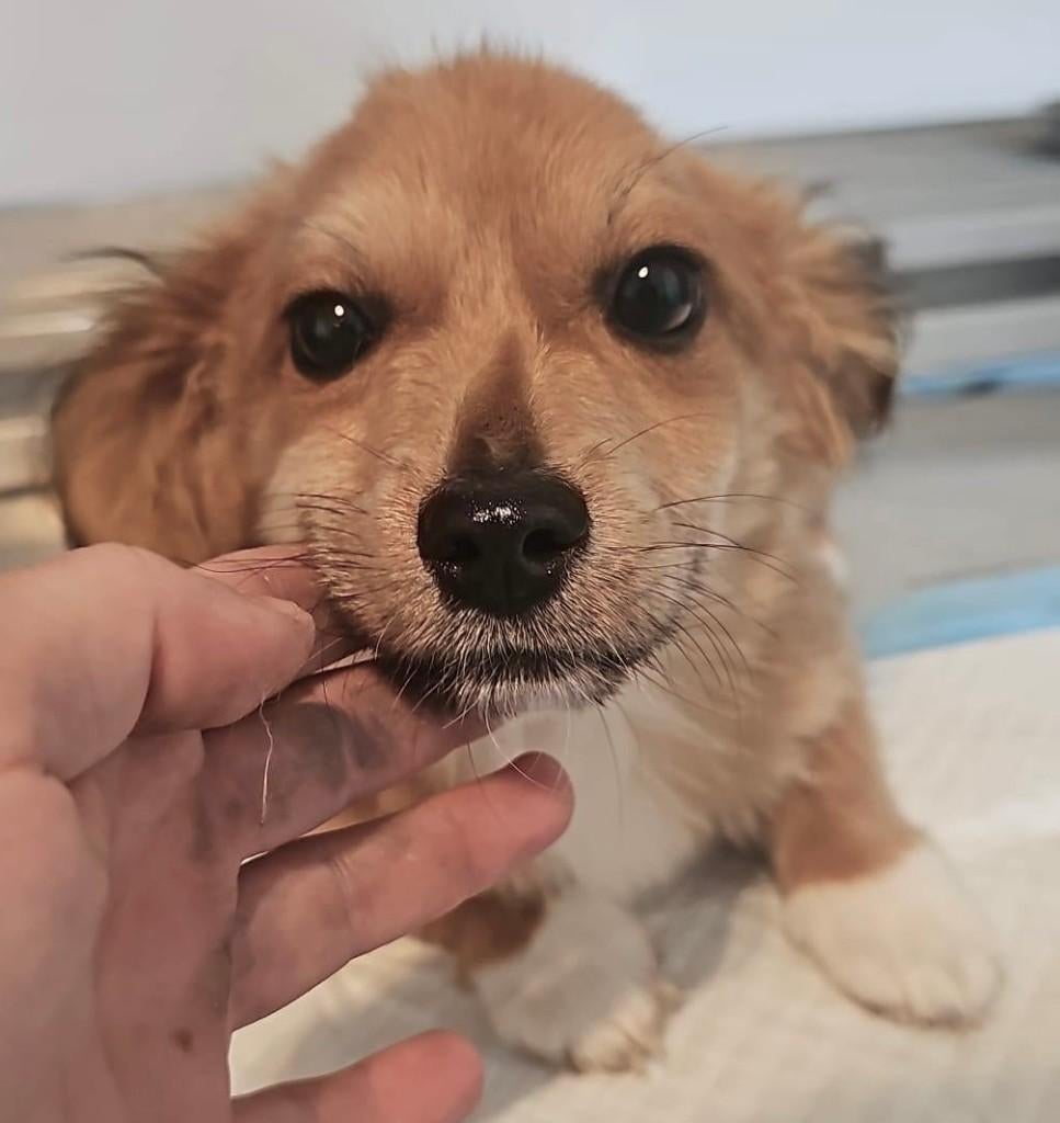 PUP, KIKI, KLEIN BLIJVEND, LIEF, TEEFJE, ZOEKT HAAR MANDJE, Dieren en Toebehoren, Particulier, 8 tot 15 weken, Buitenland, Teef