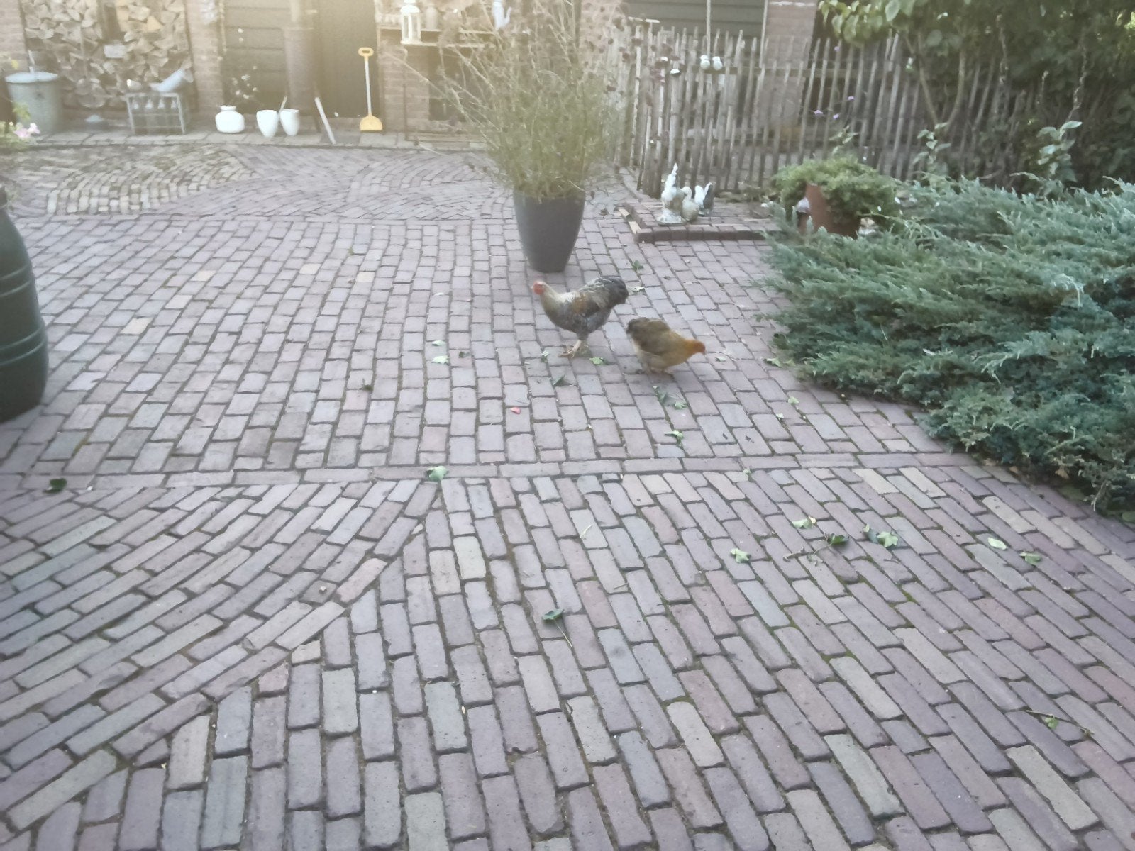 gratis mooi jong wyandotte haantje, Mannelijk, Kip