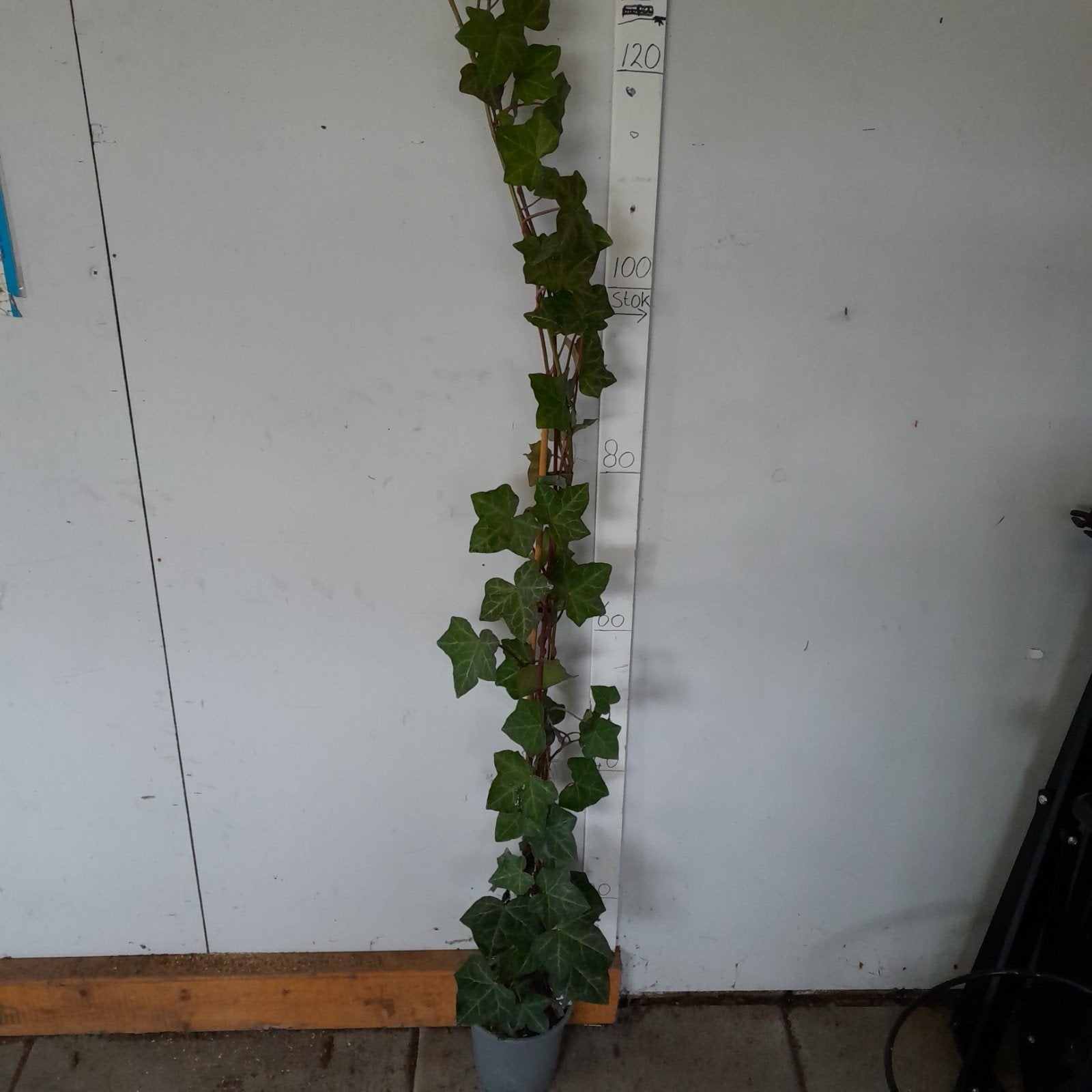 hedera hibernica klimop 180cm!!, Ophalen, Overige soorten, 100 tot 250 cm