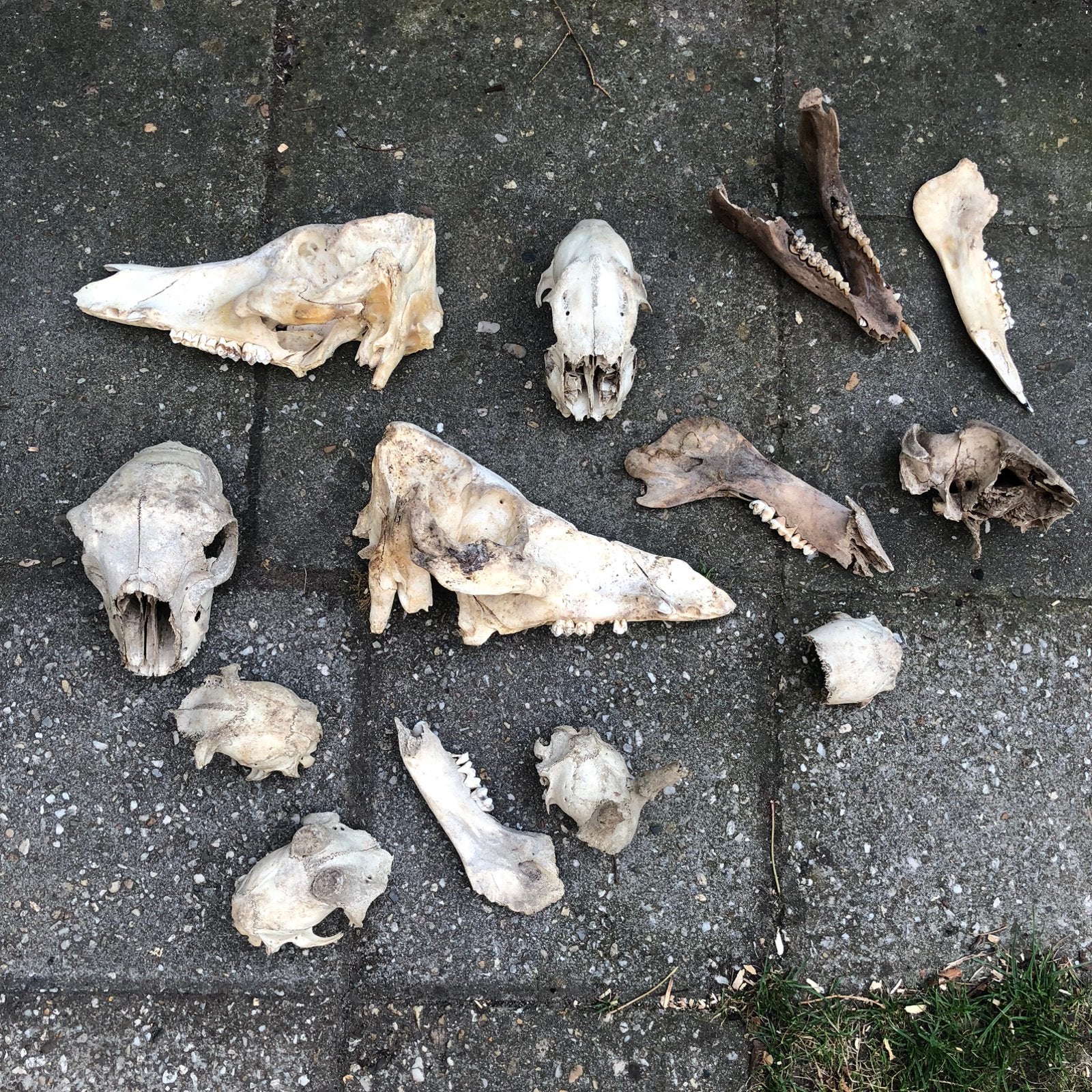 Lot schedels en kaken, Ophalen of Verzenden, Hert, Schedel