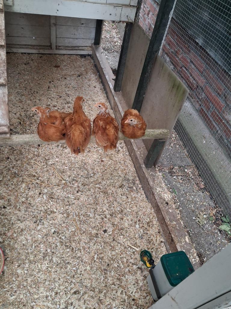 Kuikens, Dieren en Toebehoren, Pluimvee, Geslacht onbekend, Kip