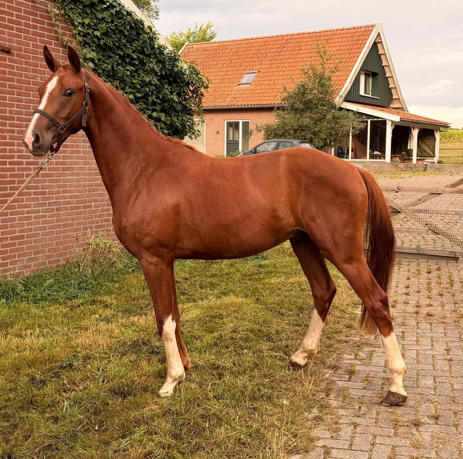 3 jarige dressur ruin, Dieren en Toebehoren, Paarden, Ruin, Dressuurpaard, 3 tot 6 jaar