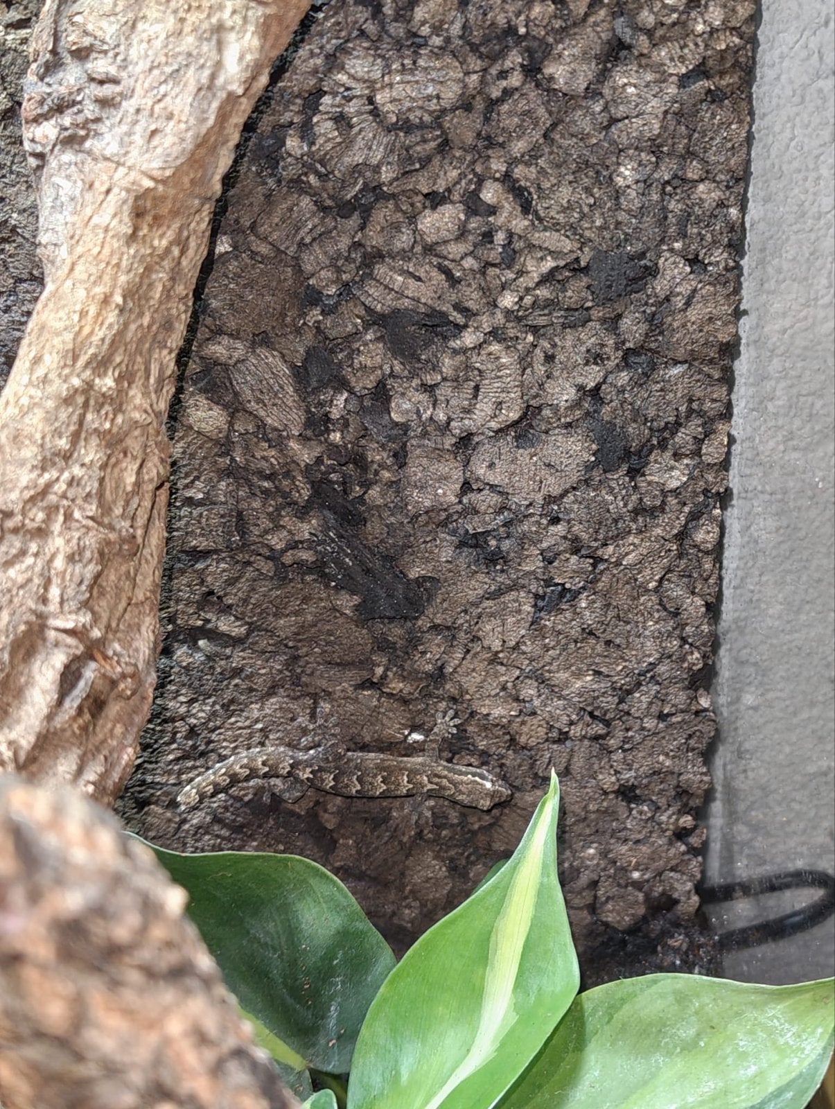 Rouwgekko, Dieren en Toebehoren, Overige soorten, Met terrarium, 0 tot 2 jaar