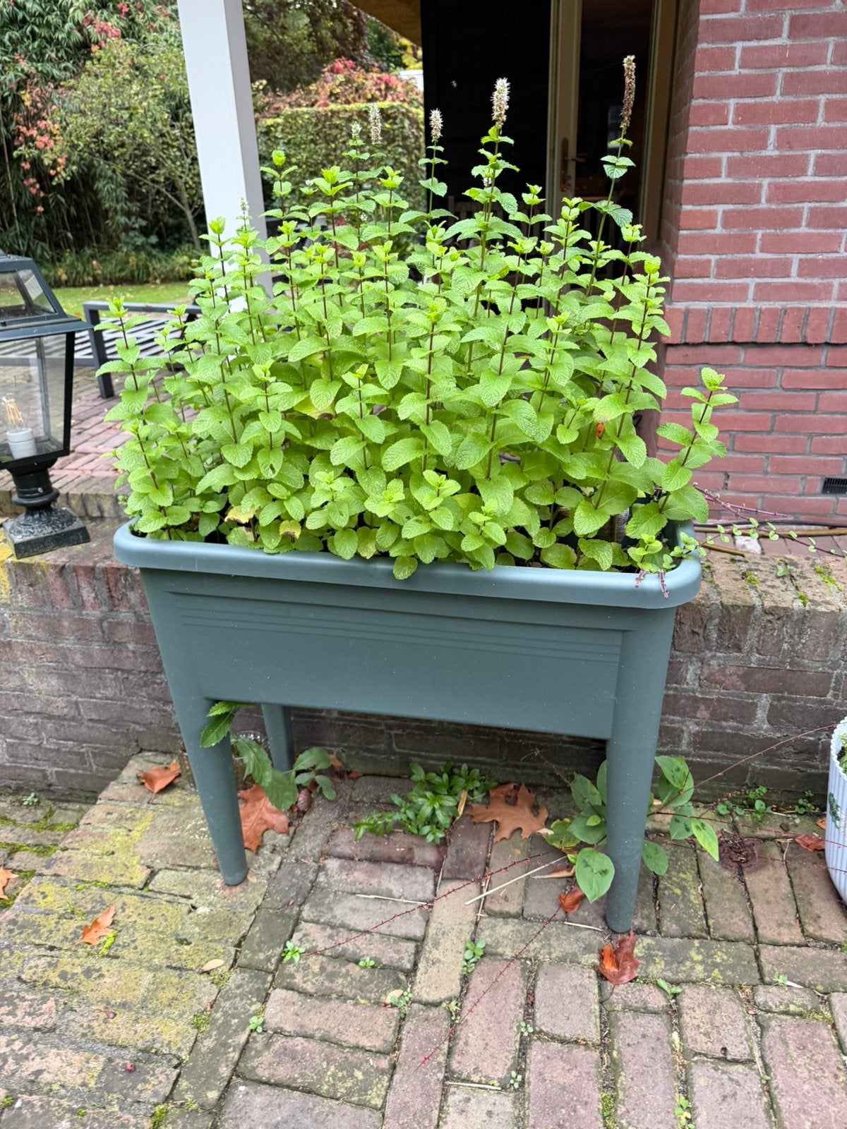 Elho kweekbak met munt en deksel 2 stuks, Tuin en Terras, Ophalen, Zo goed als nieuw, Kweekbak