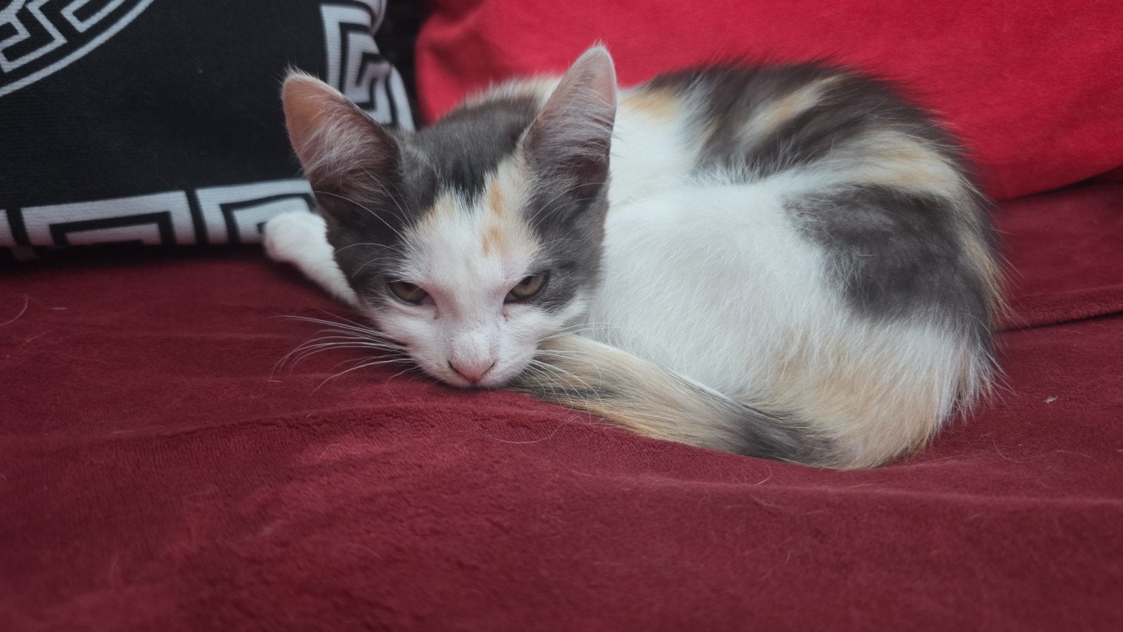 Poesje ter adoptie, Poes