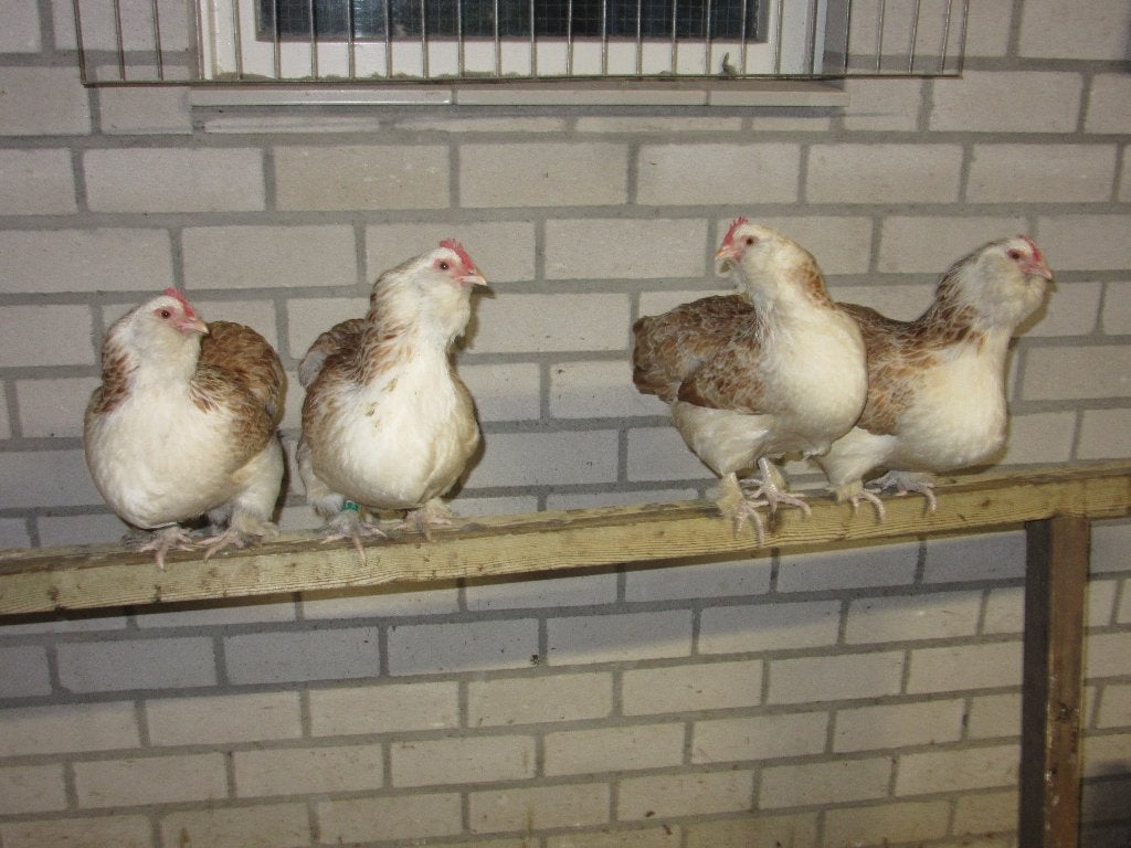 Gezocht: faverolles, Dieren en Toebehoren, Meerdere dieren, Kip