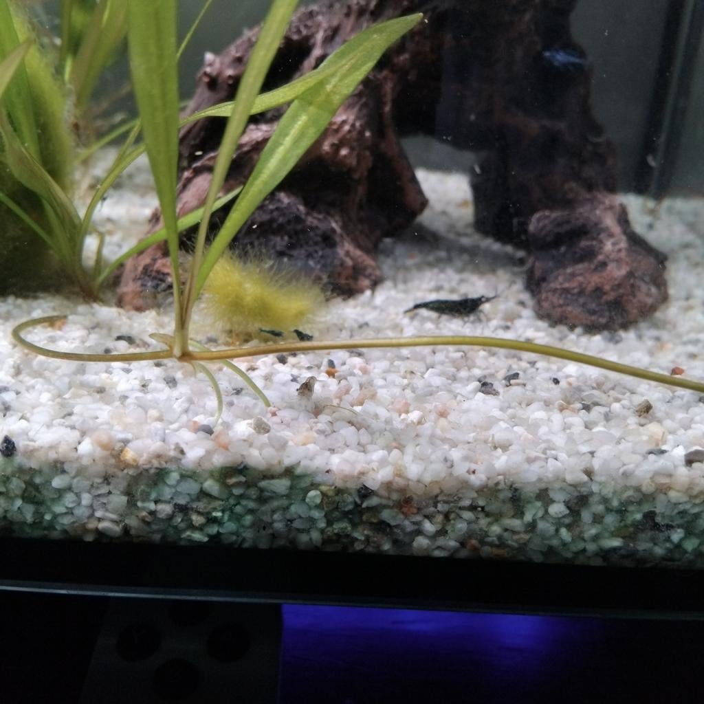 Neocaridina davidi, Kreeft, Krab of Garnaal