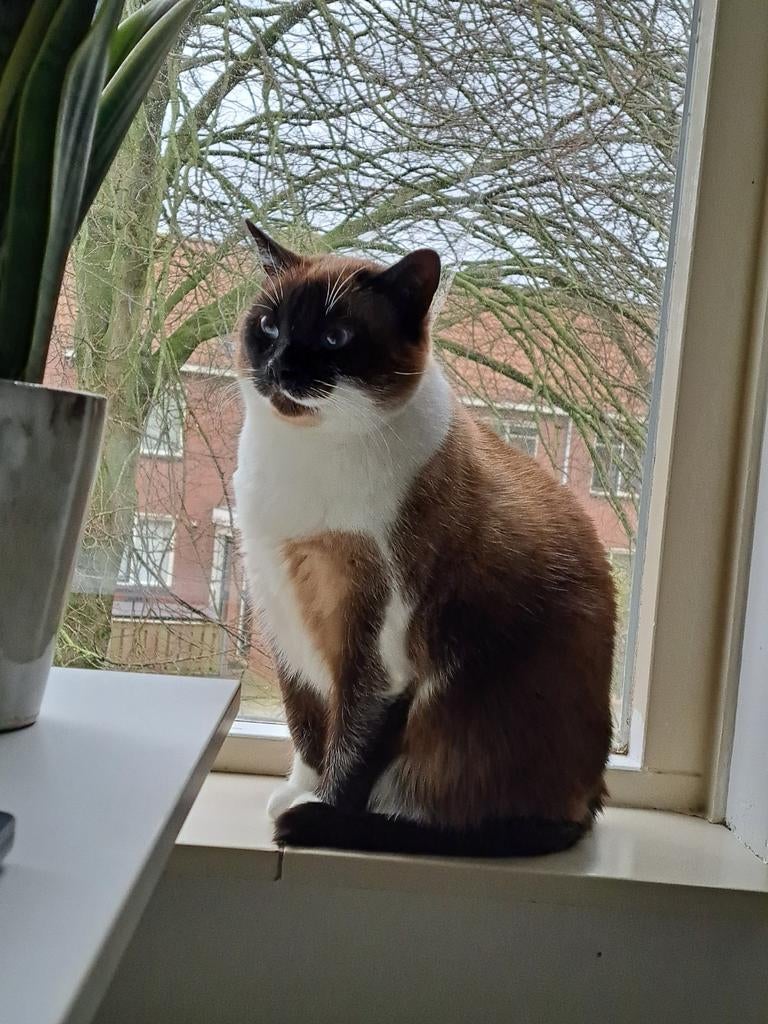 Katten ter adoptie aangeboden, Dieren en Toebehoren, Poes, Gechipt, 3 tot 5 jaar
