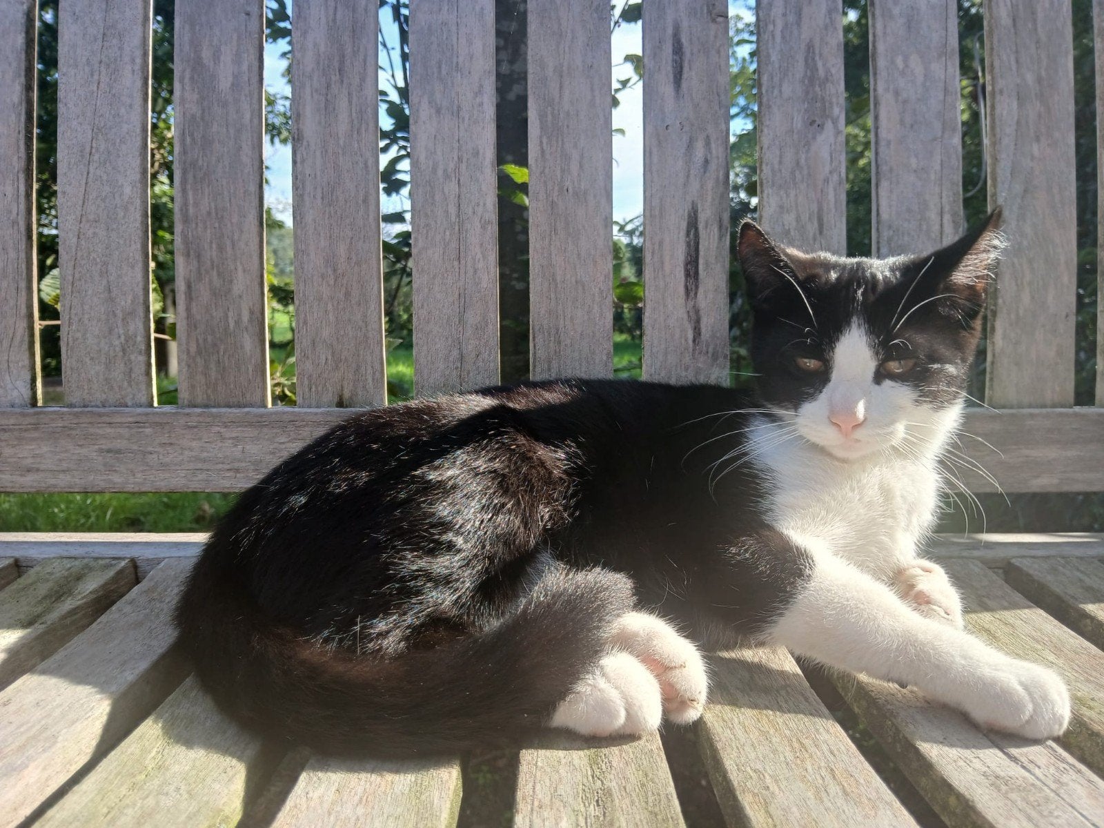 Lieve tamme  kittens, Dieren en Toebehoren, Meerdere dieren, Kortharig, 0 tot 2 jaar