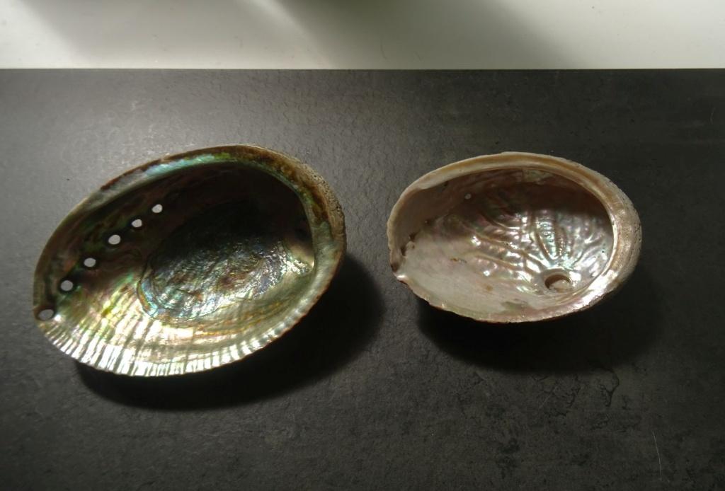 Twee abalone schelpen., Verzamelen, Mineralen en Fossielen, Ophalen of Verzenden, Schelp(en)