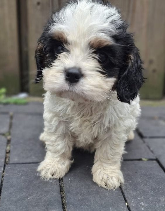 Cavalier King Charles pups, Dieren en Toebehoren, Parvo, Overige rassen, 8 tot 15 weken, Meerdere dieren