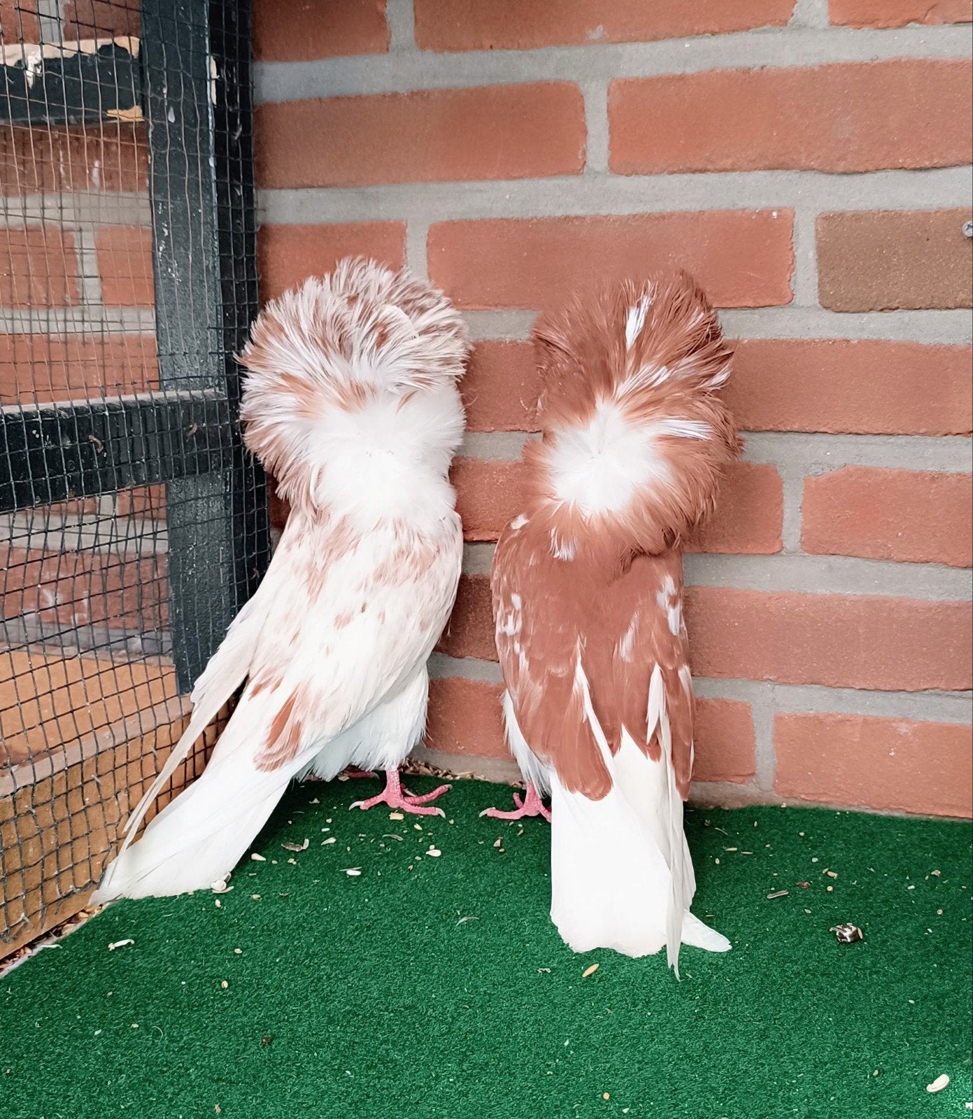 Raadsheren duiven, Meerdere dieren, Postduif