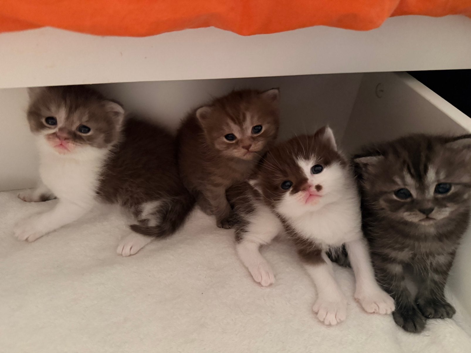 3  mooie lieve bruine kittens! Ragdoll x Britse korthaar, Meerdere dieren, Gechipt