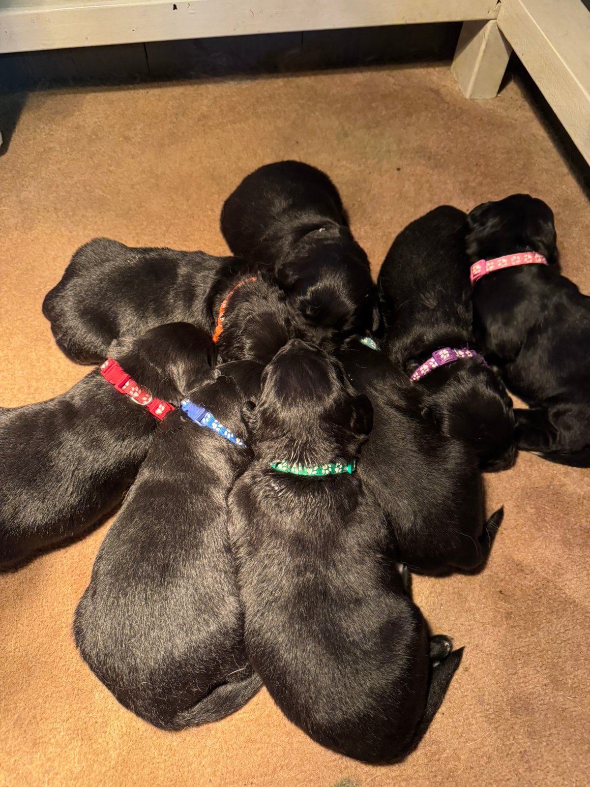 Golden Retriever x Friese Stabij kruising pups, Golden retriever, 8 tot 15 weken, Meerdere, Meerdere dieren