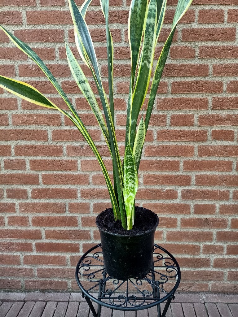 Sanseveria, Huis en Inrichting, Kamerplanten, Ophalen, Overige soorten, Halfschaduw, In pot