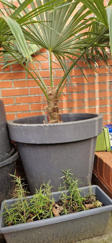 Foto 13 van Trachycarpus Fortunei    AANBIEDING