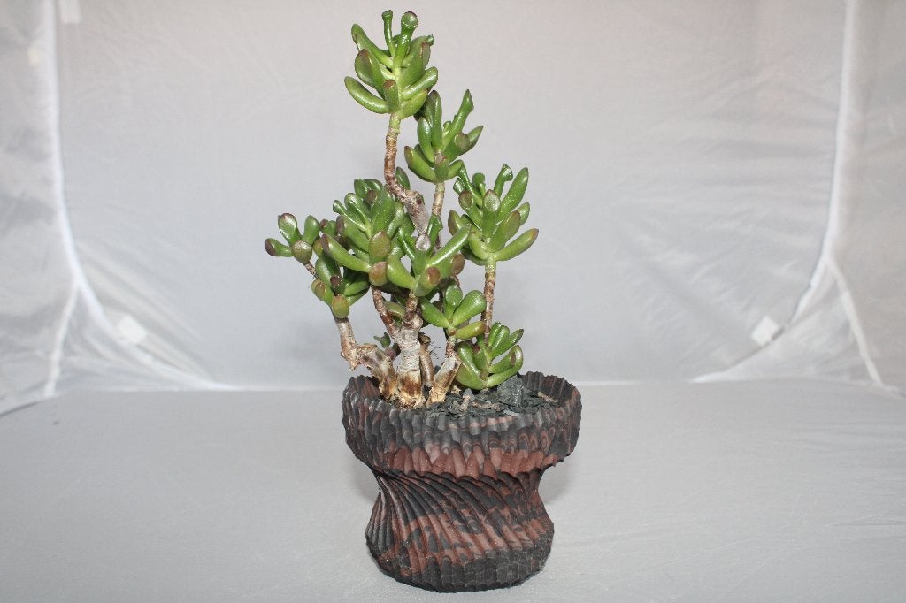 crassula ovata, Vetplant, Ophalen of Verzenden, Minder dan 100 cm, Volle zon