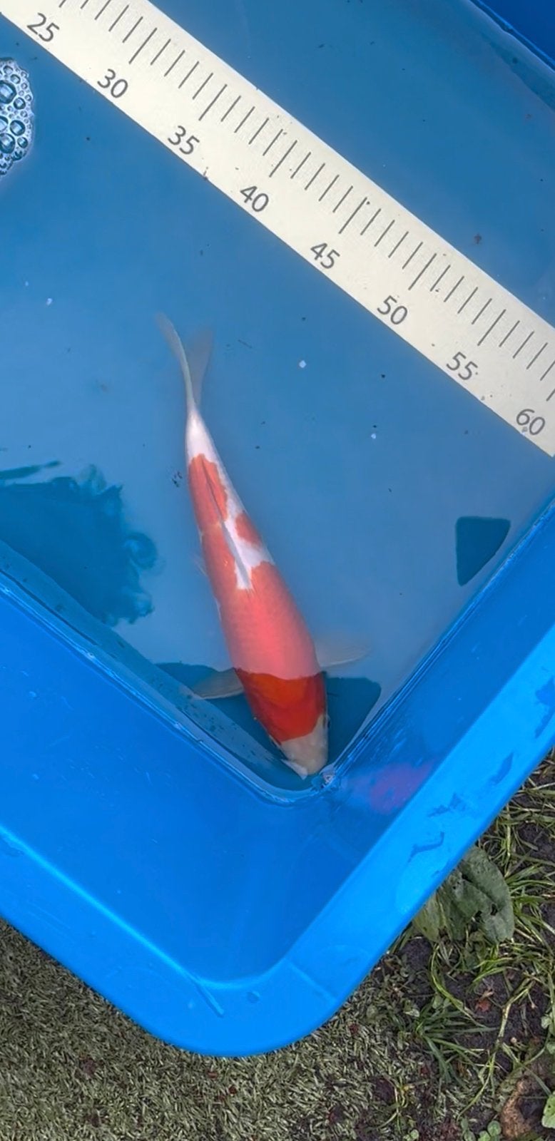 Nisai kohaku, Dieren en Toebehoren, Vissen | Vijvervissen, Karper of Koi