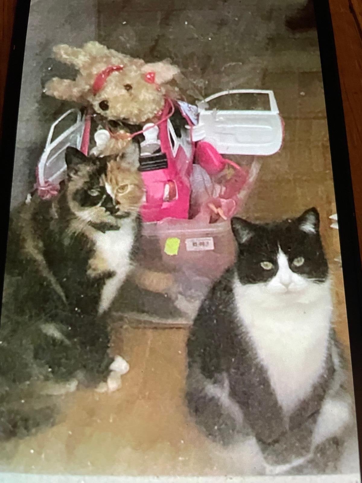 Gratis af te halen ., Dieren en Toebehoren, Poes