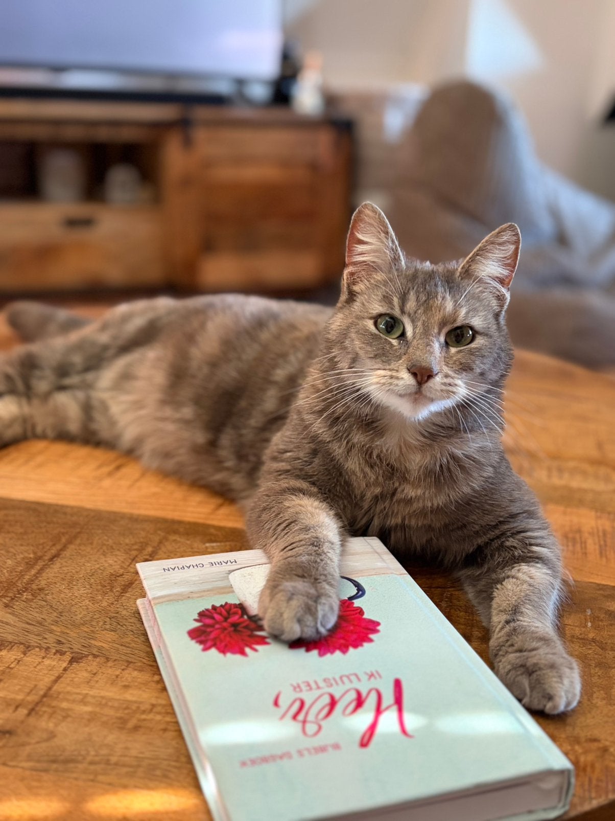 Poes 2 jaar oud, Poes, Langharig, 0 tot 2 jaar