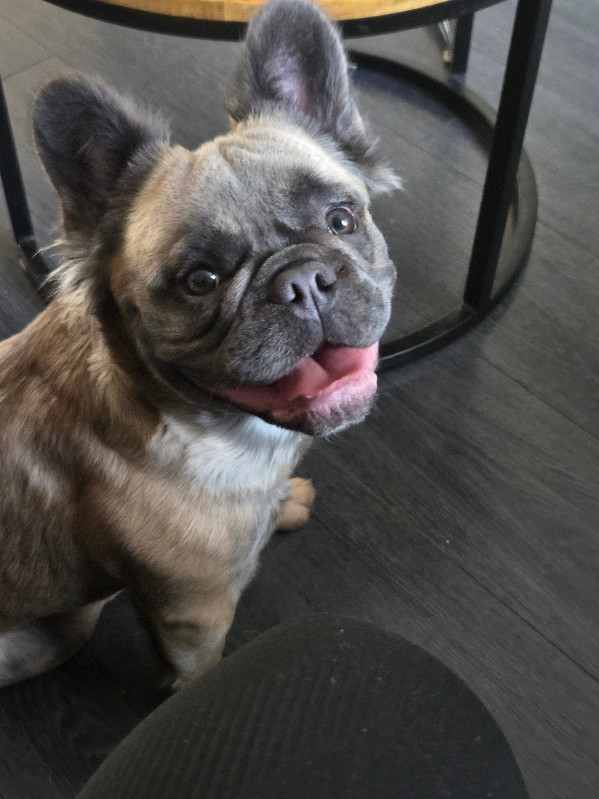 tekoop Fluffy Franse bulldog Diamond 10 maanden, 15 weken tot 1 jaar, Teef, Bulldog, Eén hond