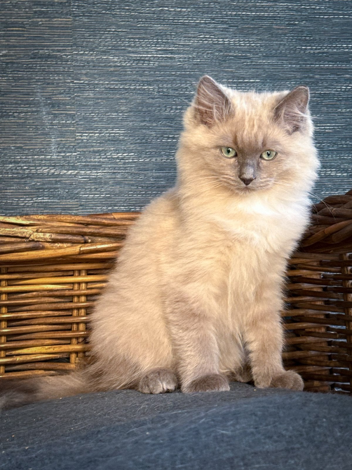 Raszuivere Ragdoll kittens Blue mink, lilac mink & bicolor, Meerdere dieren, Langharig, 0 tot 2 jaar