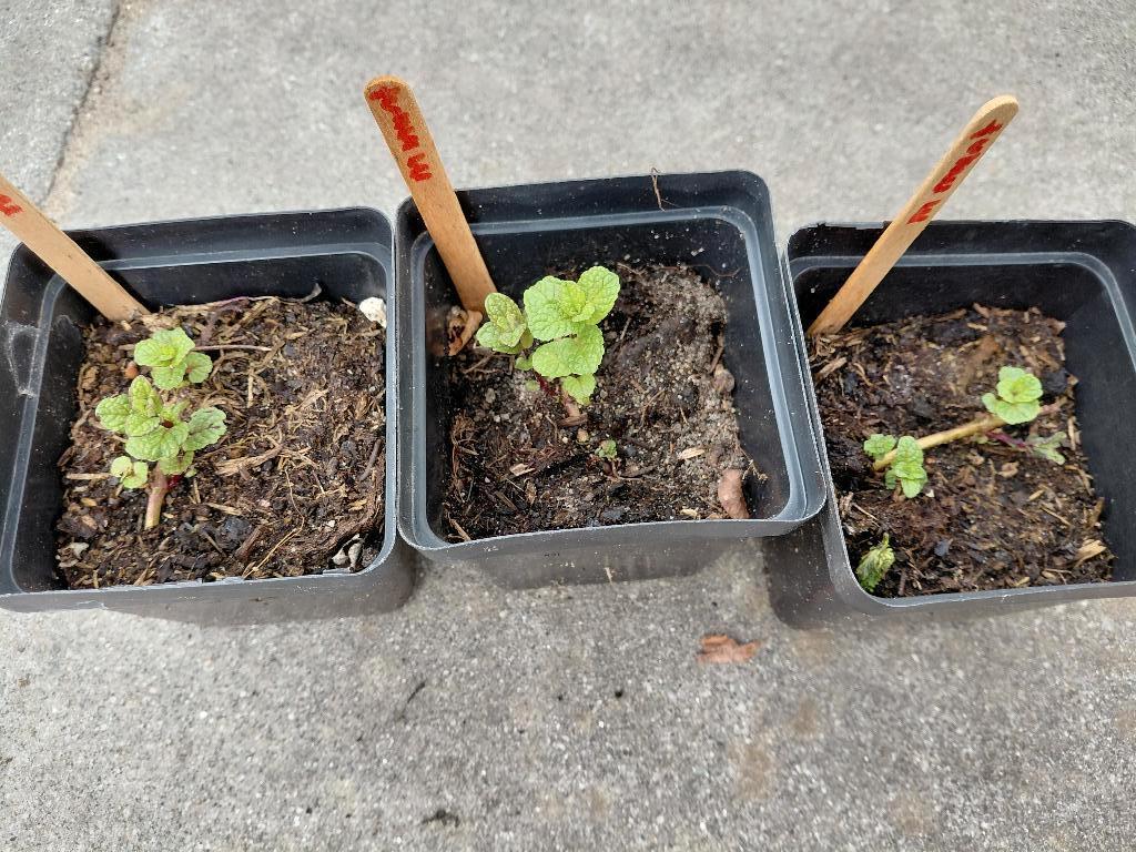 Verschillende soorten munt, Ophalen, Volle zon, Vaste plant, Kruiden