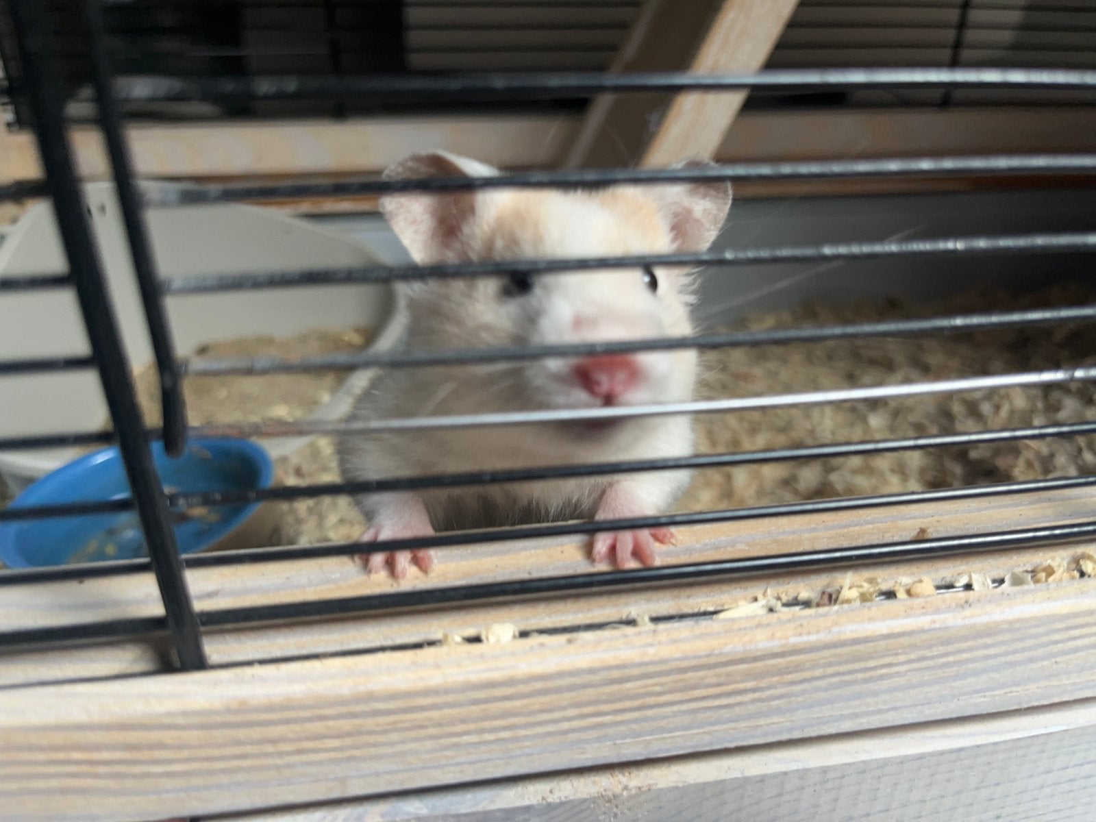 Dwerghamster incl toebehoren, Hamster, Maart, Mannelijk, Tam