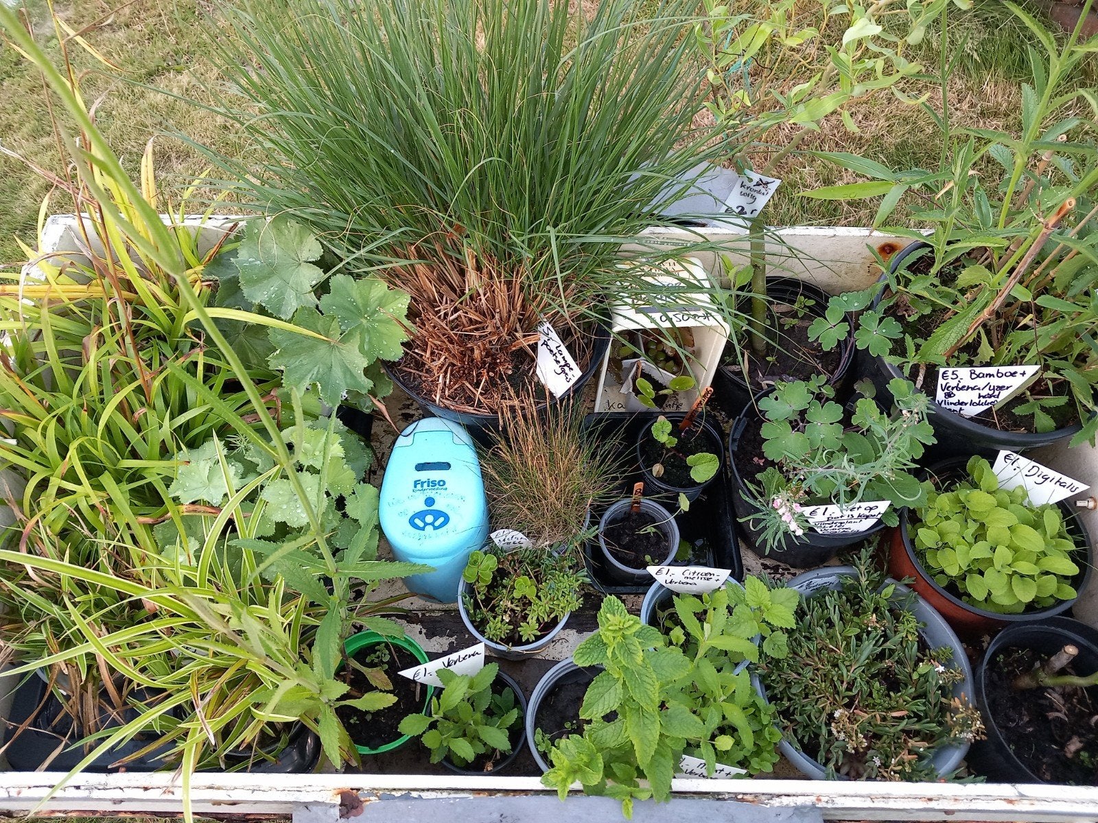 Munt, vlinderplant ,,Verbena, Sedum, Ophalen, Overige soorten, Volle zon