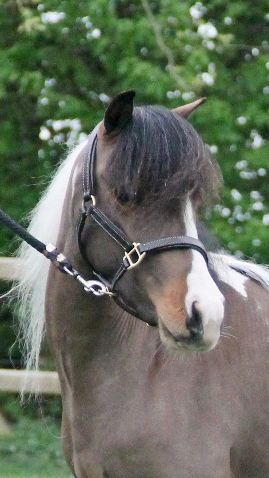 Goedgekeurde hengst 5jr, Dieren en Toebehoren, Pony's, Hengst, A pony (tot 1.17m), 3 tot 6 jaar
