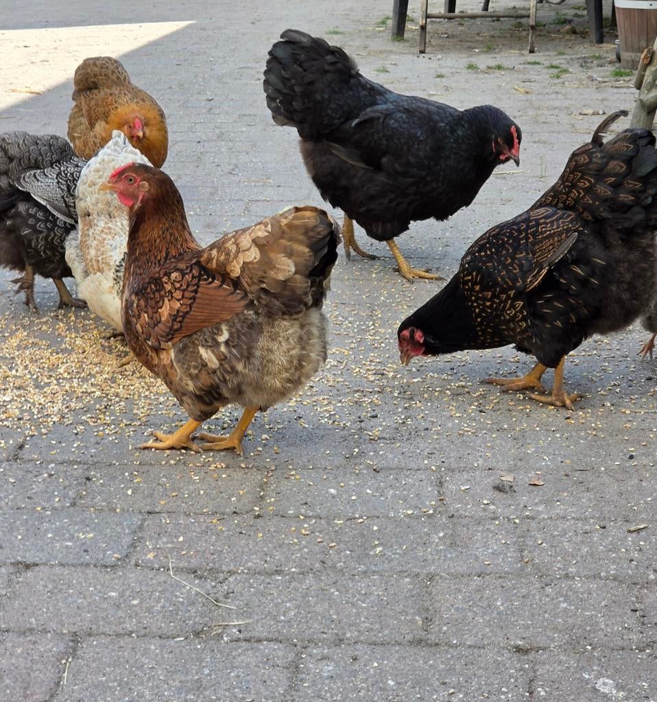 Hanen en kippen te koop, Dieren en Toebehoren, Meerdere dieren, Kip