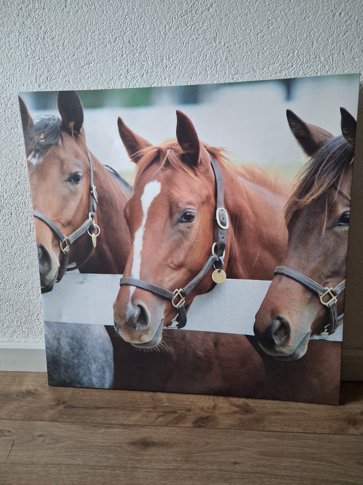 Canvas met paarden 60x60 cm, Ophalen, 50 – 75, 50 tot 75 cm, Print