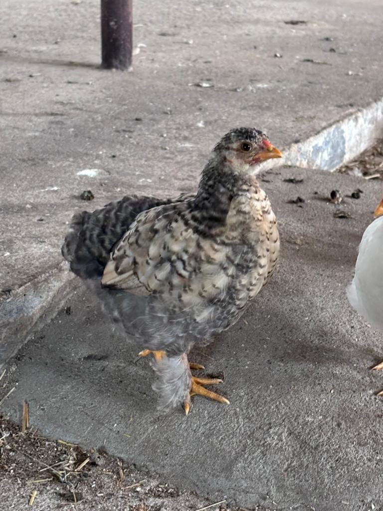 Haantjes, Dieren en Toebehoren, Pluimvee, Mannelijk, Kip