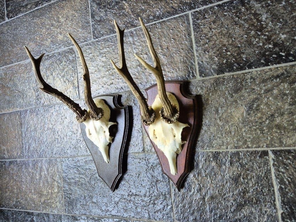 2 Prachtige Ree Geweien samen € 29 jacht hut mancave k28, Ophalen of Verzenden, Zo goed als nieuw, Hert, Gewei of Kop