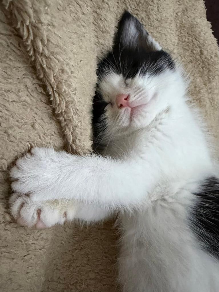 Kittens, Meerdere dieren