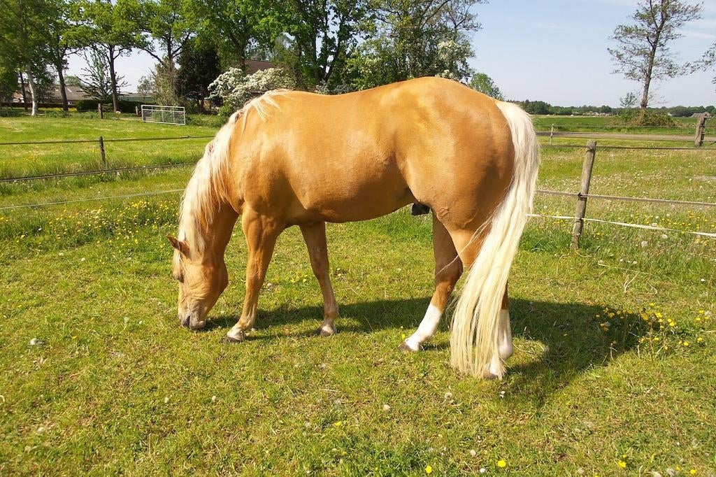 Quarterhorse  hengst ter dekking, Dieren en Toebehoren, Paarden, Met stamboom, Minder dan 160 cm, Hengst, Westernpaard