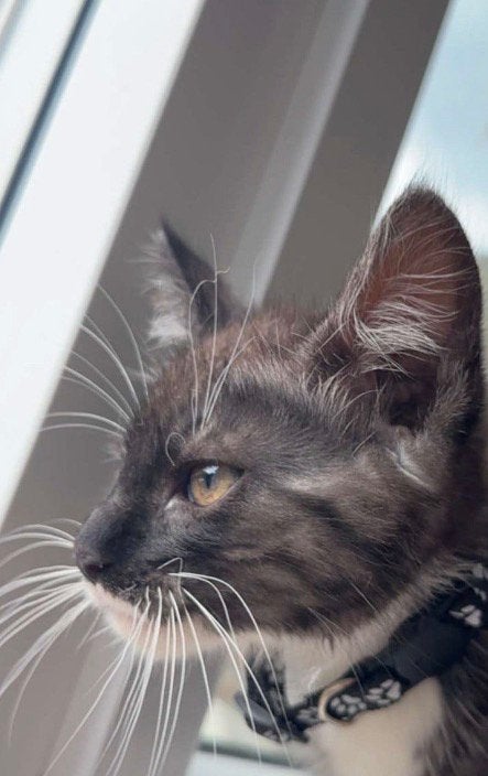 Superlieve kitten witte-zwarte kleur hij is 14 weken oud, Kater, Kortharig, 0 tot 2 jaar
