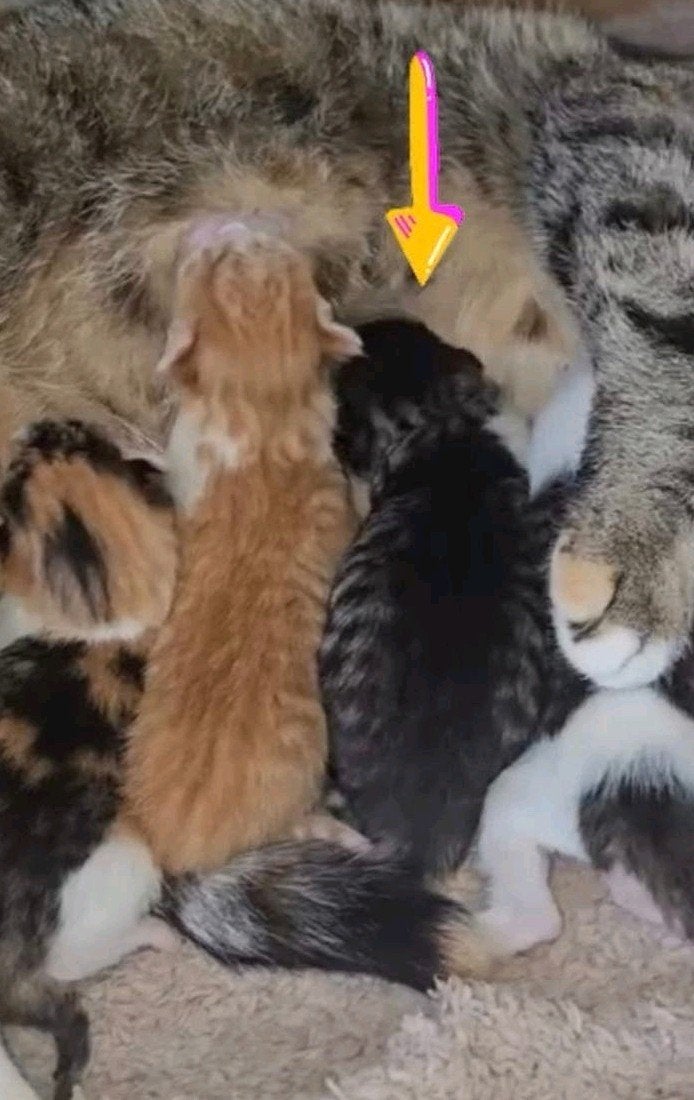 Gratis kitten, Dieren en Toebehoren, Ophalen, Kat