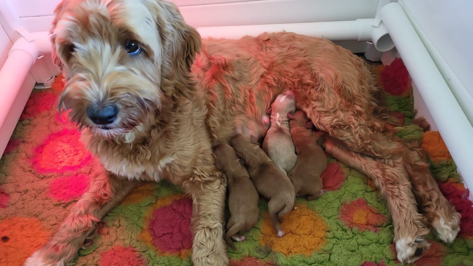 Australian labradoodle pups met stamboom, Overige rassen, 8 tot 15 weken, Meerdere, Meerdere dieren