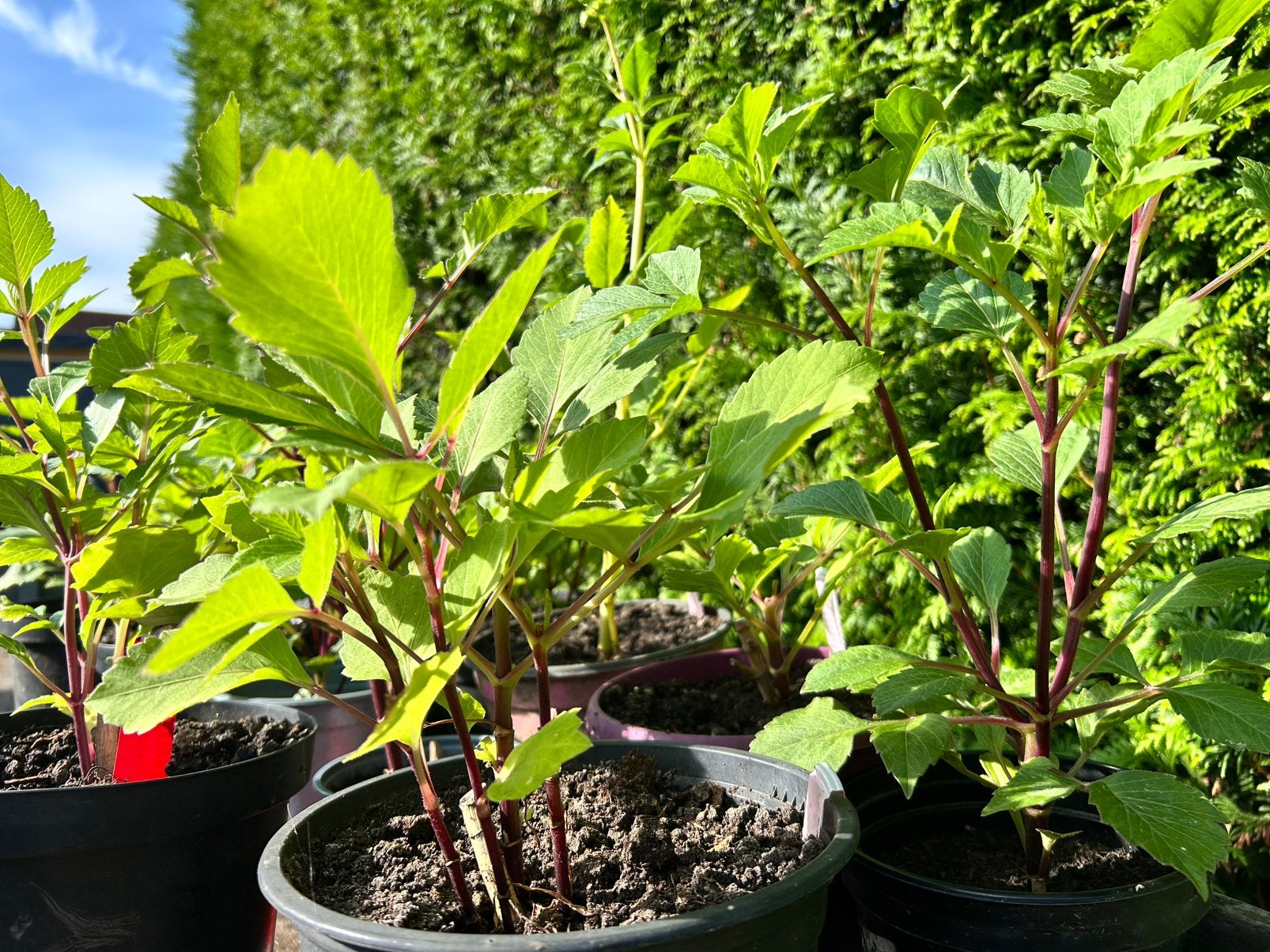 Dahlia planten | €3,- per stuk, Ophalen, Overige soorten, Volle zon