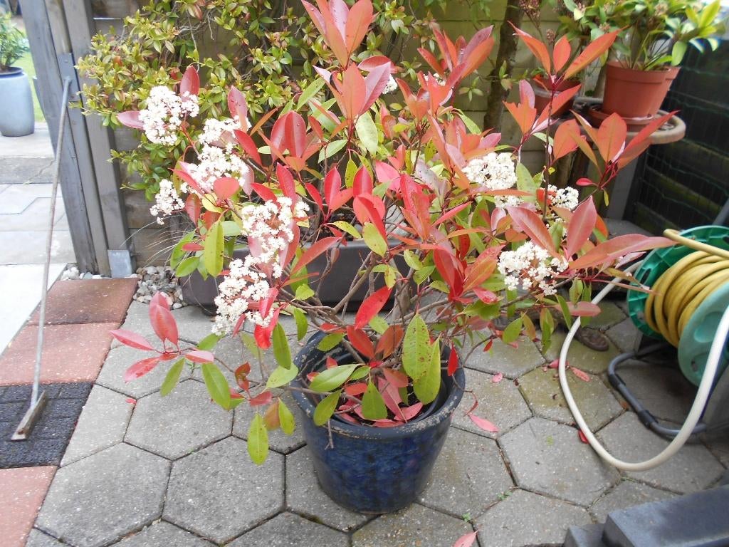 PHOLIMA FRASERI  RED ROBIN PLANT TUINPLANT, Tuin en Terras, Ophalen, Vaste plant, Overige soorten, Halfschaduw