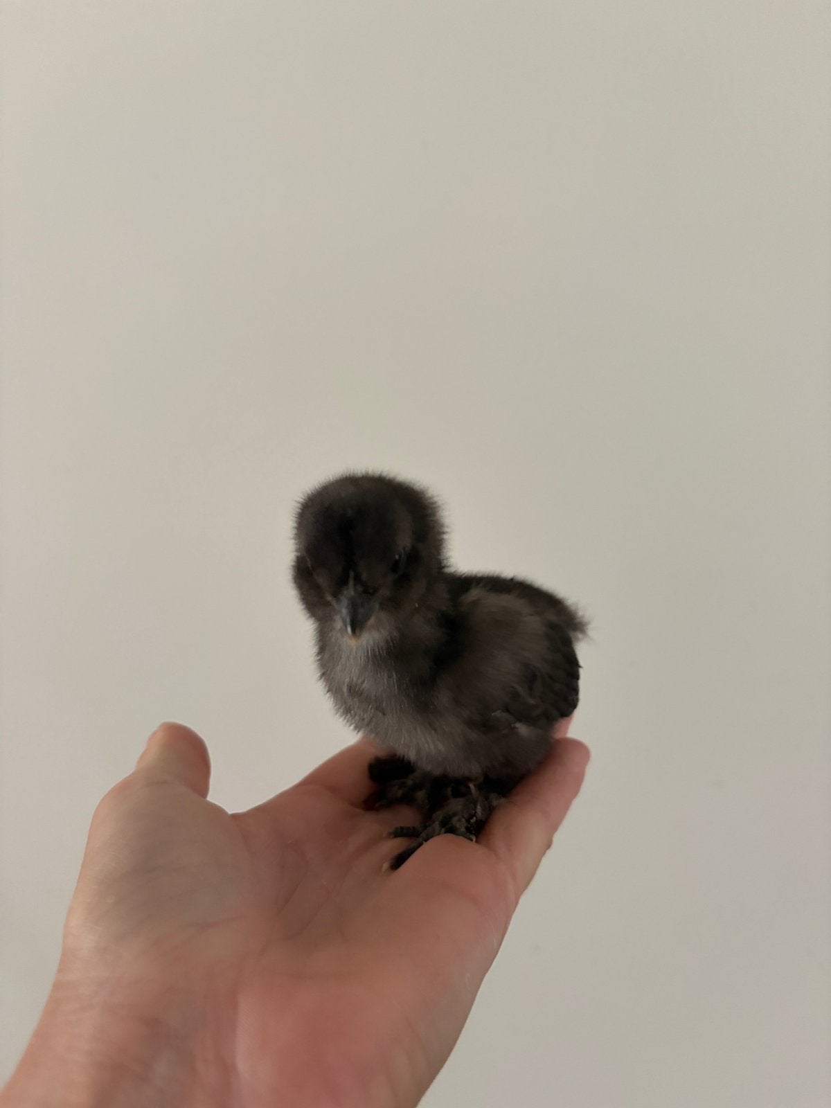 gratis 3 gezonde vrolijke kuikens, Dieren en Toebehoren, Pluimvee, Meerdere dieren, Kip