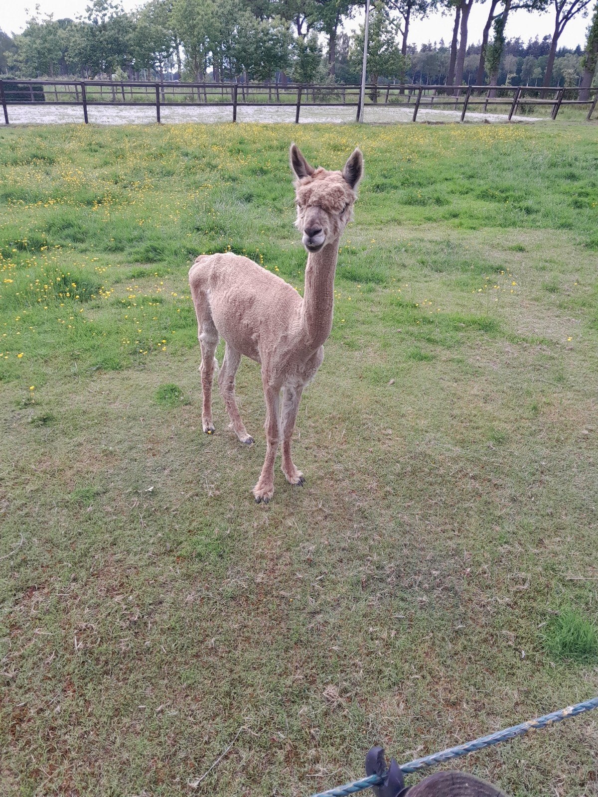 Alpaca. Hengst, Dieren en Toebehoren, Overige Dieren, Maart, Mannelijk