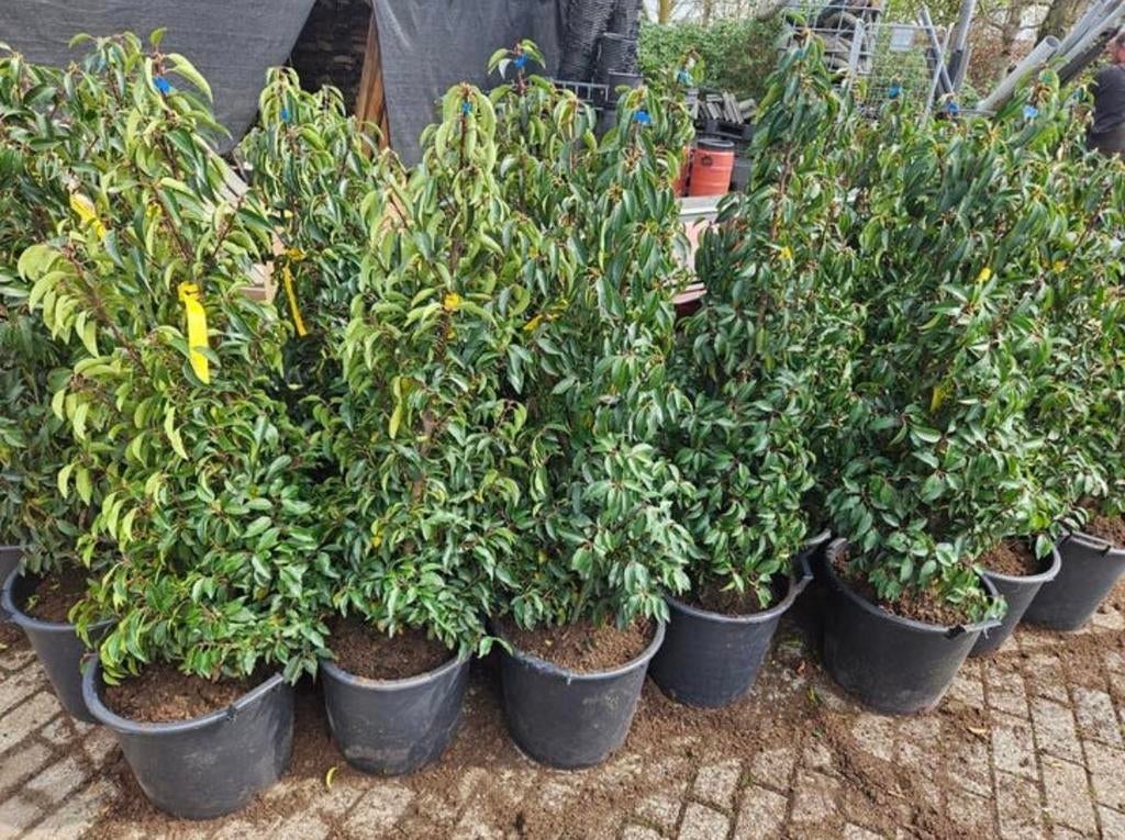 Prunus lusitanica 'Angustifolia' - Portugese Laurier, Overige soorten, Vaste plant, Ophalen of Verzenden, Halfschaduw