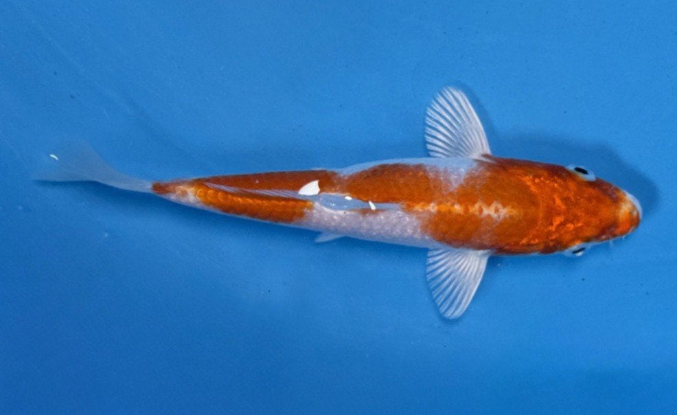 Tosai Sakura Ogon koi, Dieren en Toebehoren, Vissen | Vijvervissen, Karper of Koi
