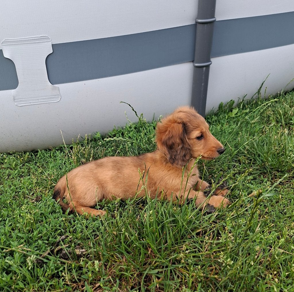 Langharige teckeltje, Dieren en Toebehoren, Honden | Teckels en Dashonden, België, Fokker | Hobbymatig, 8 tot 15 weken, Teef