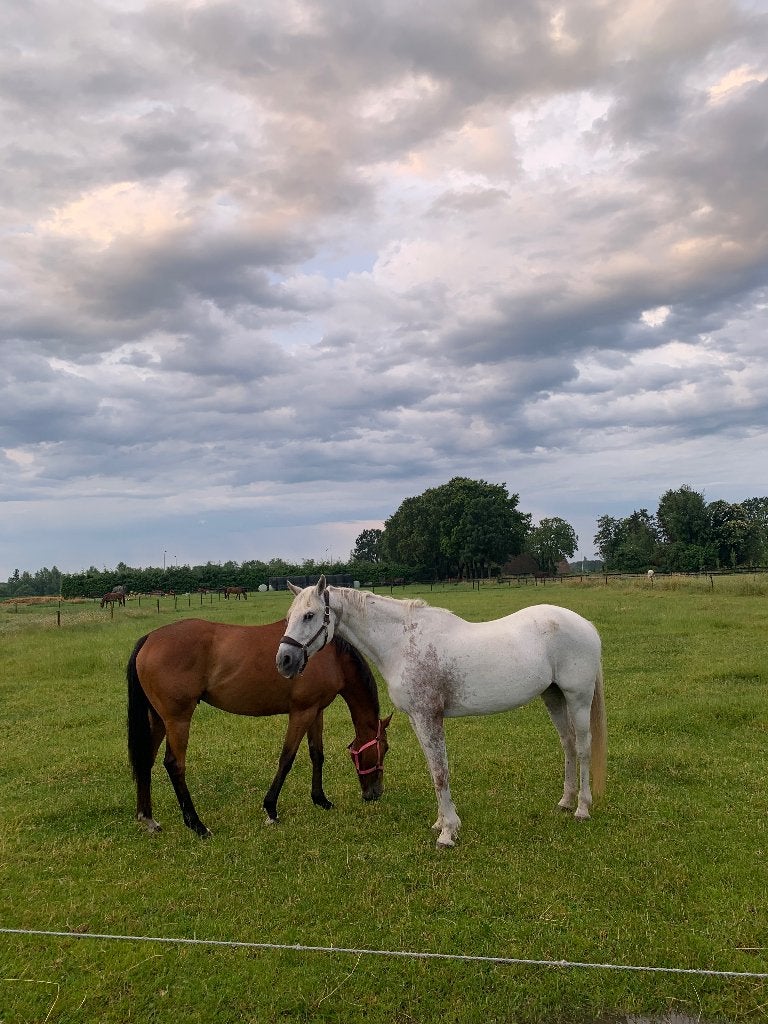 Pension/ pensioen stalling Breda, Stalling, 1 paard of pony