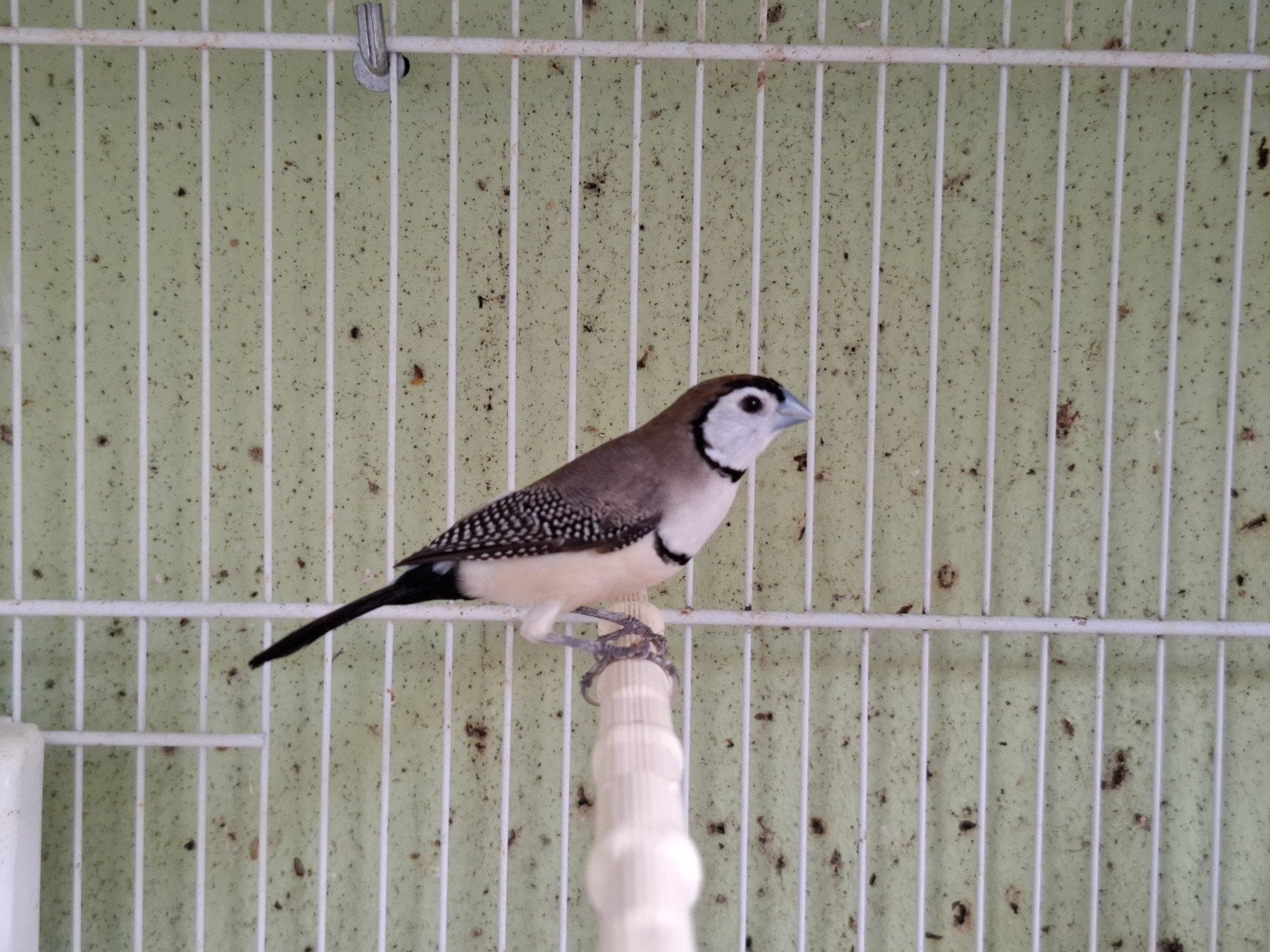 bichenow astrildes, Meerdere dieren