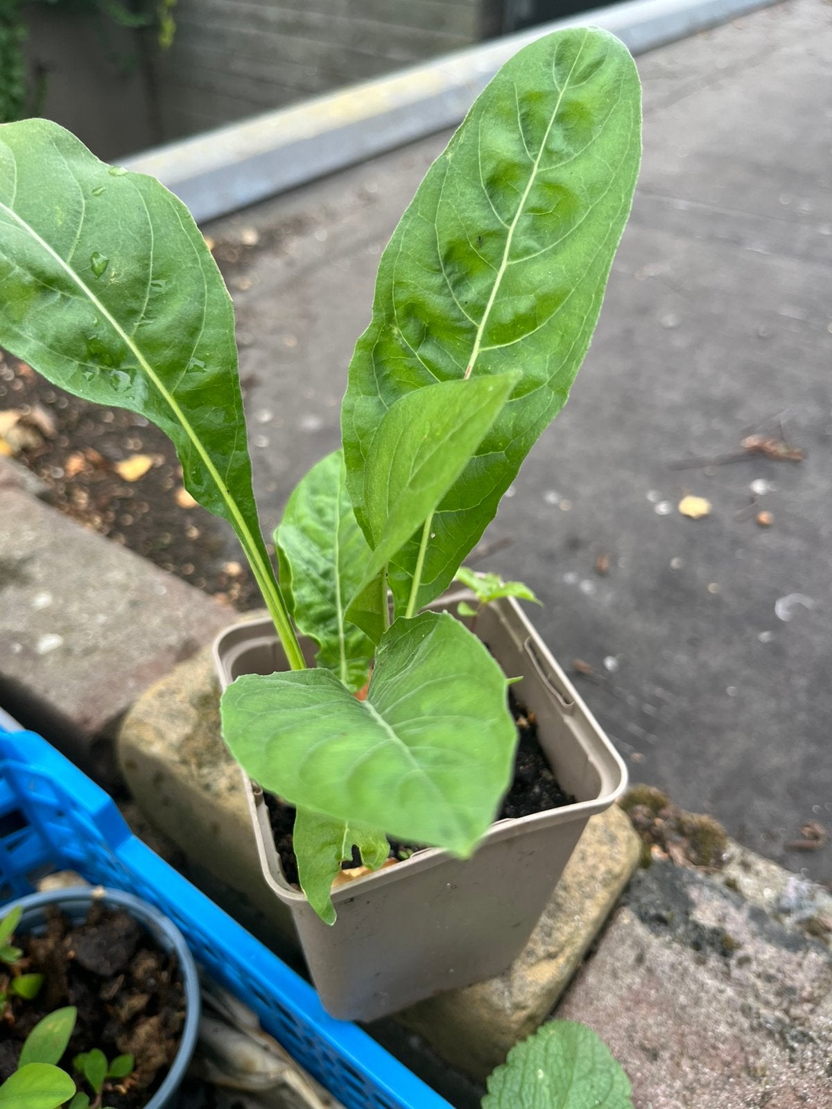 Diverse jonge (tuin-)planten /kruiden, bijenplanten, Ophalen, Overige soorten, Volle zon