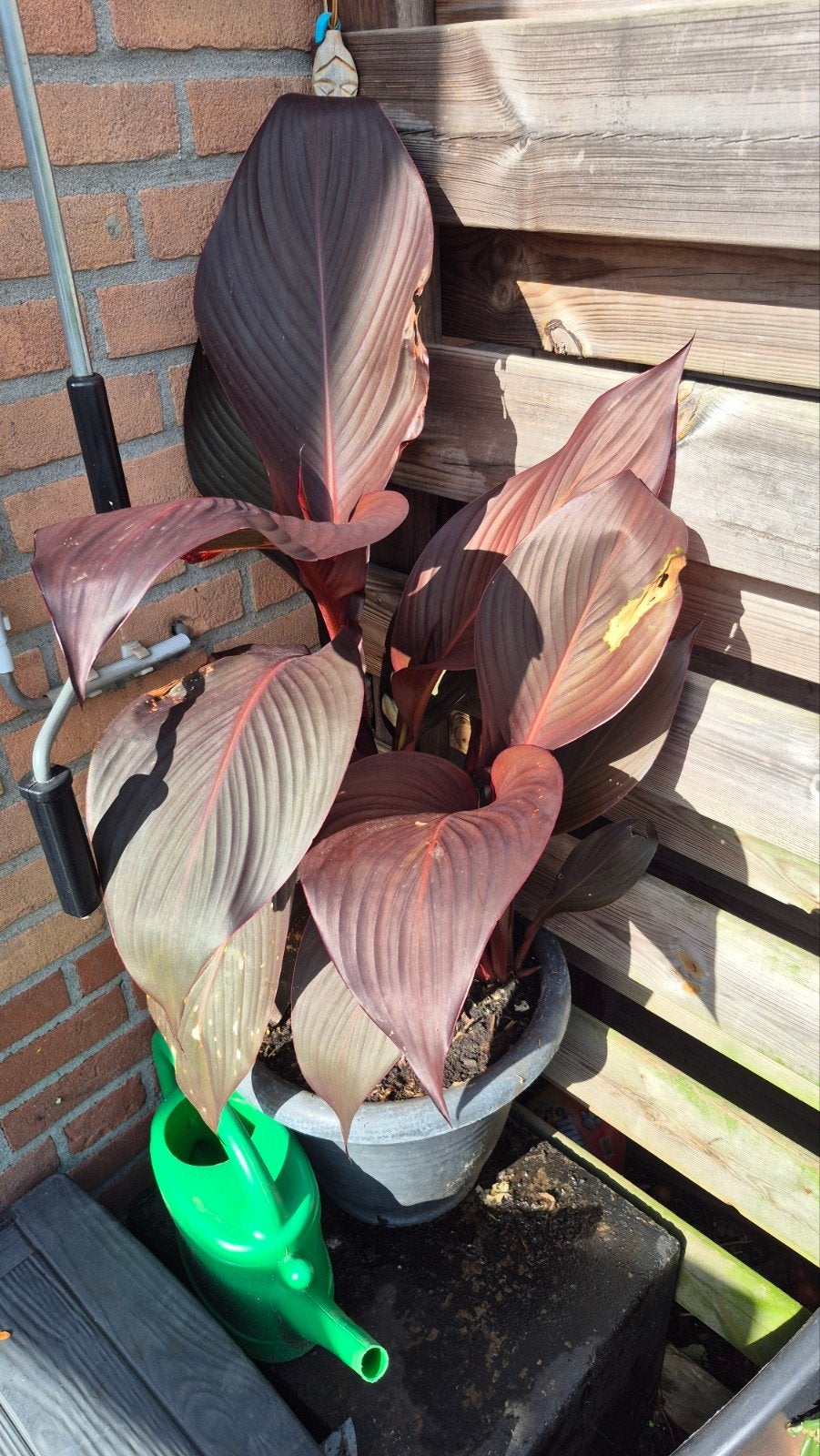 Mooie Rode Canna - Tropische Plant voor Tuin of Terras, Ophalen, Overige soorten, Volle zon